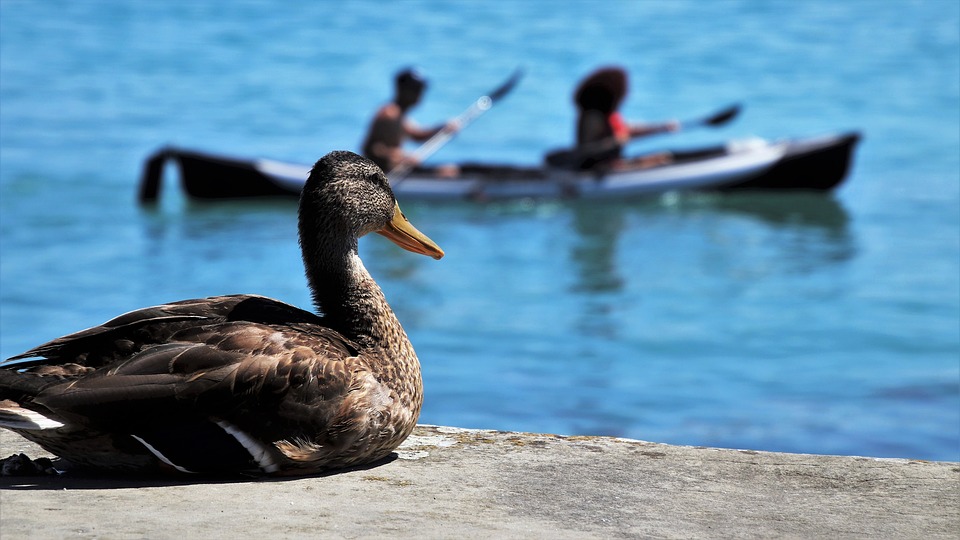 kayak-duck hunting